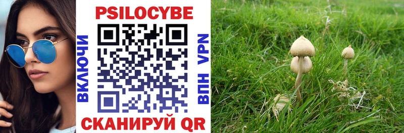 купить закладку Дальнегорск Галлюциногенные грибы Psilocybe